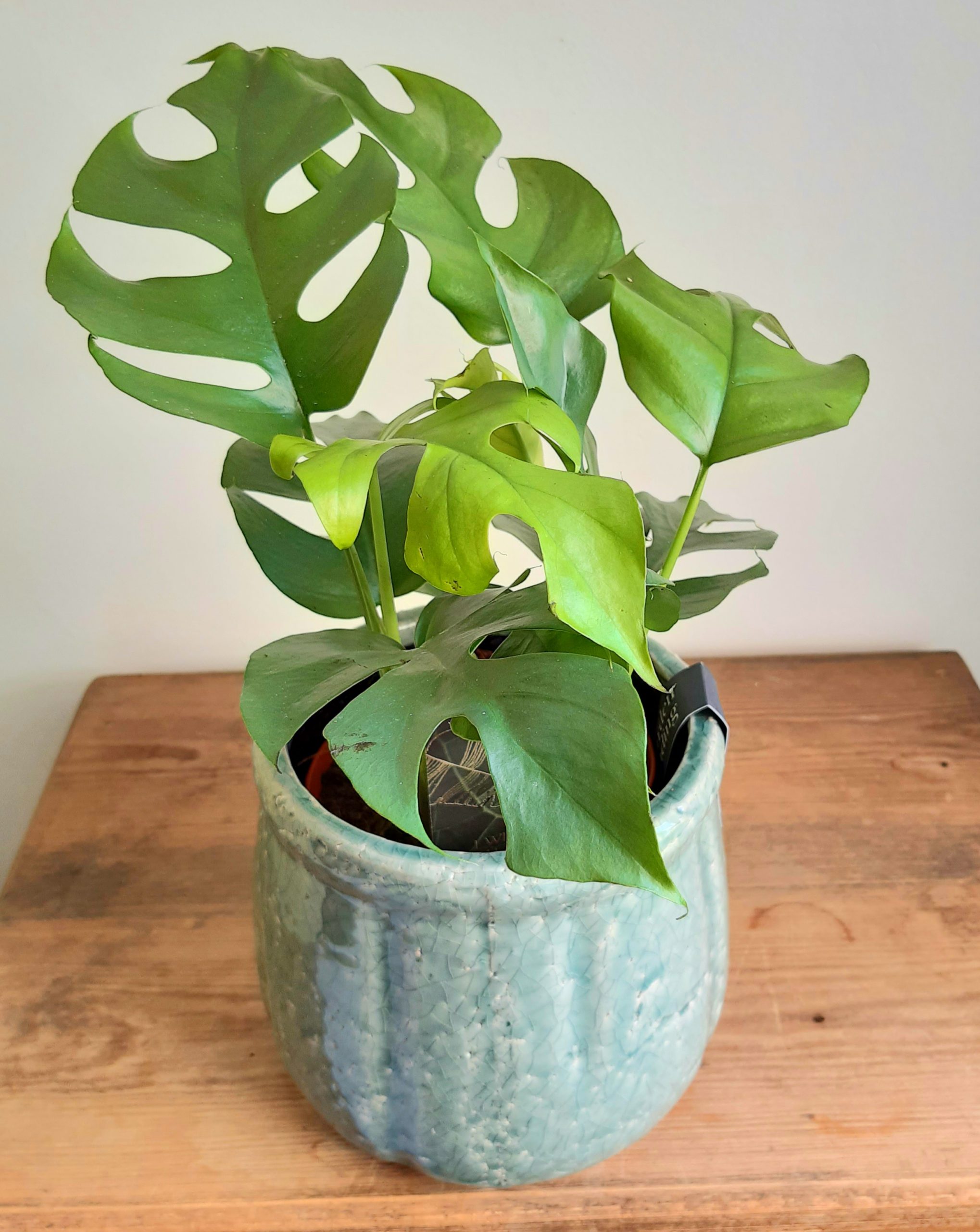 rubber tree ficus elastica Rubber Plant | Ficus elastica | Burgundy main image 1