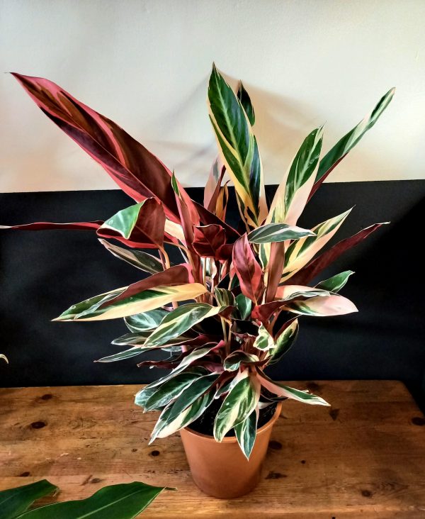 Stromanthe sanguinea 'Triostar'