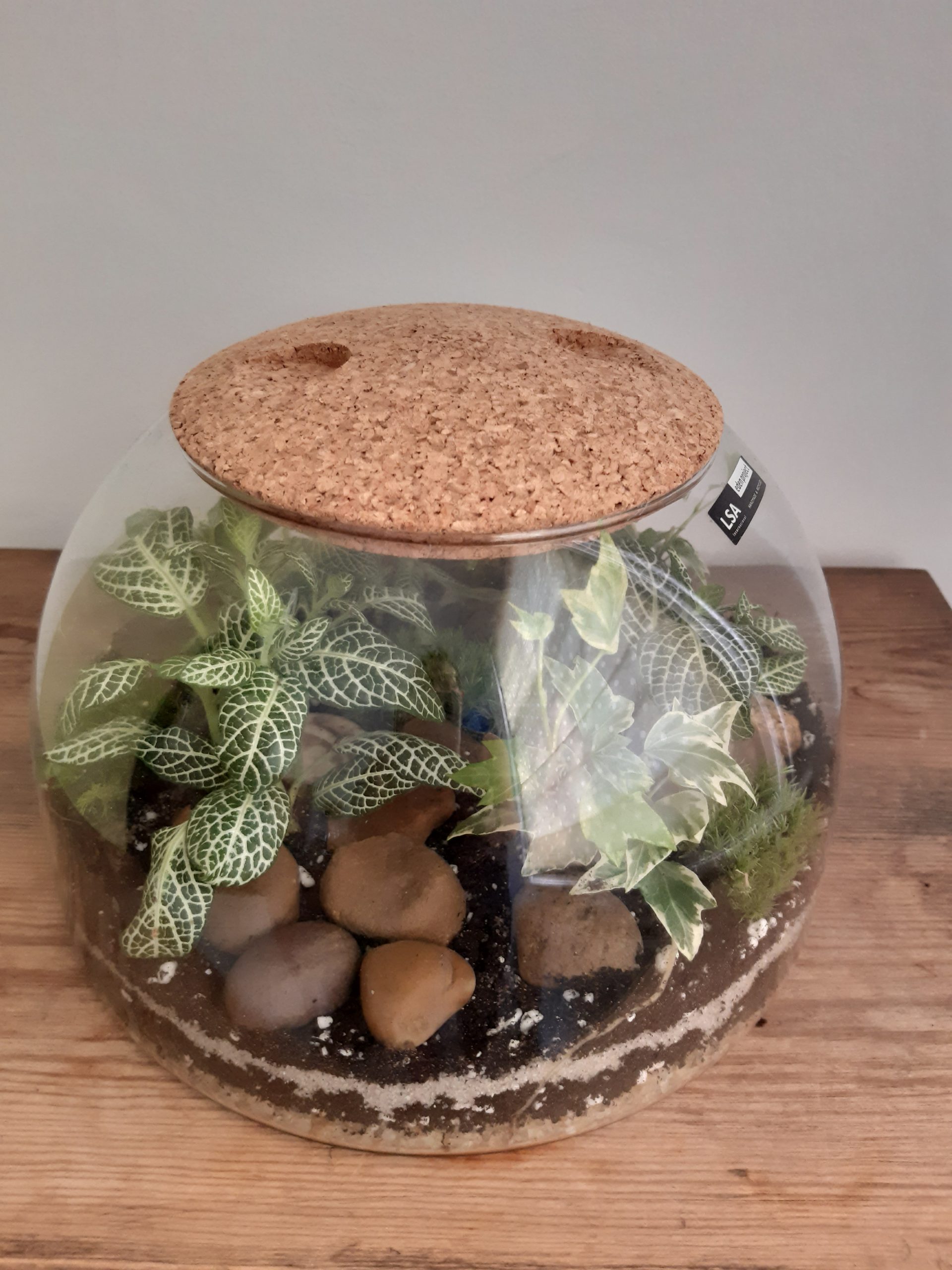 LSA Terrarium