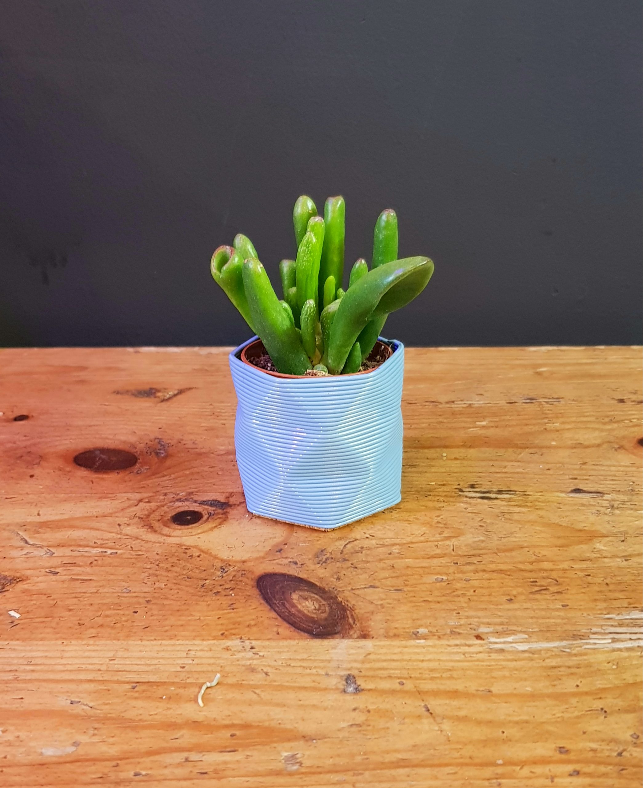 Crassula ovata ‘Horn Tree’