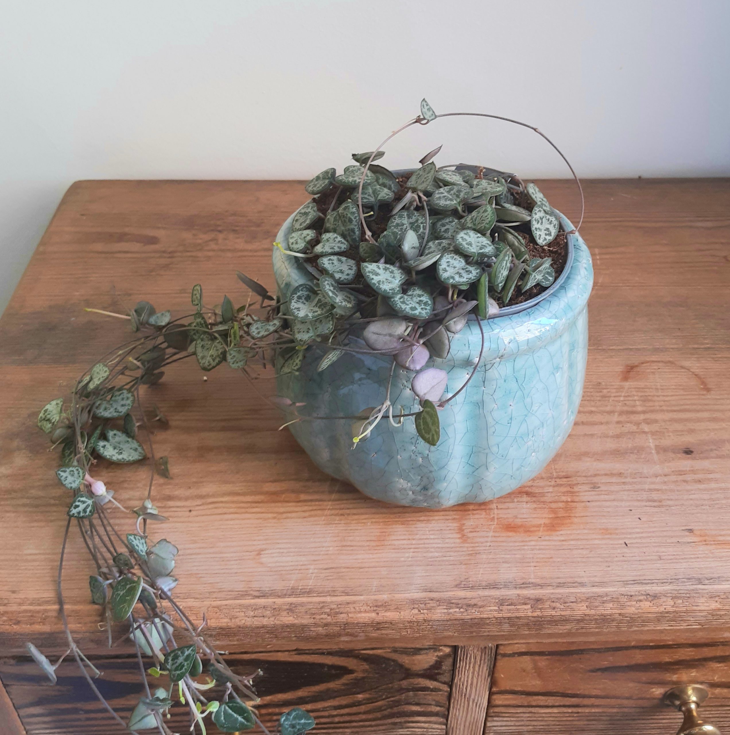 Ceropegia woodii - String of hearts