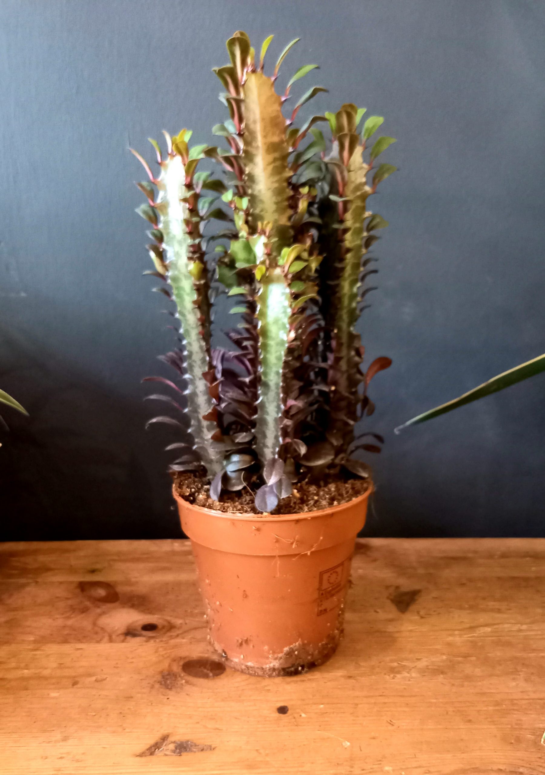 Euphorbia trigona’Rubra’