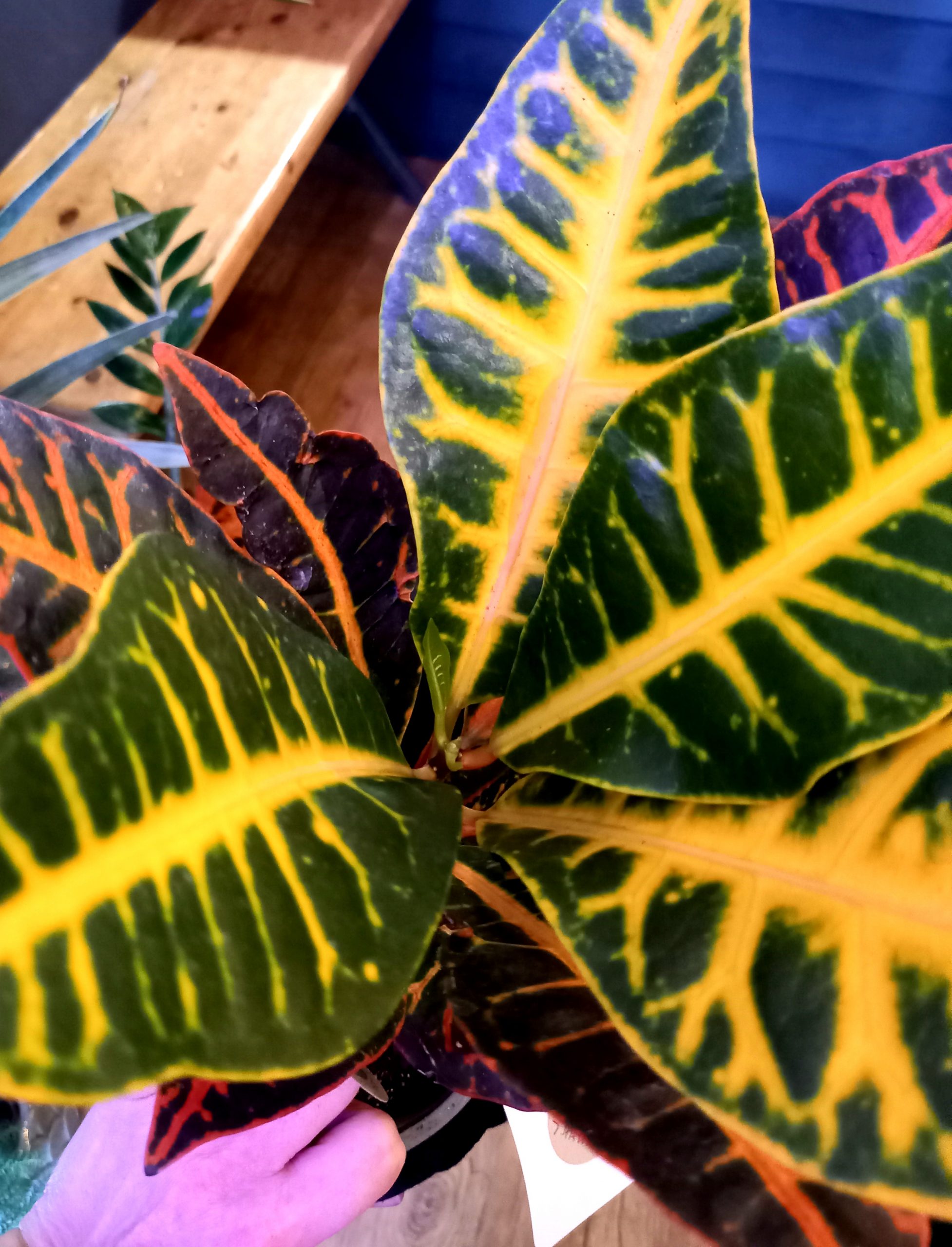 Geb & Green - Codiaeum ‘Petra’