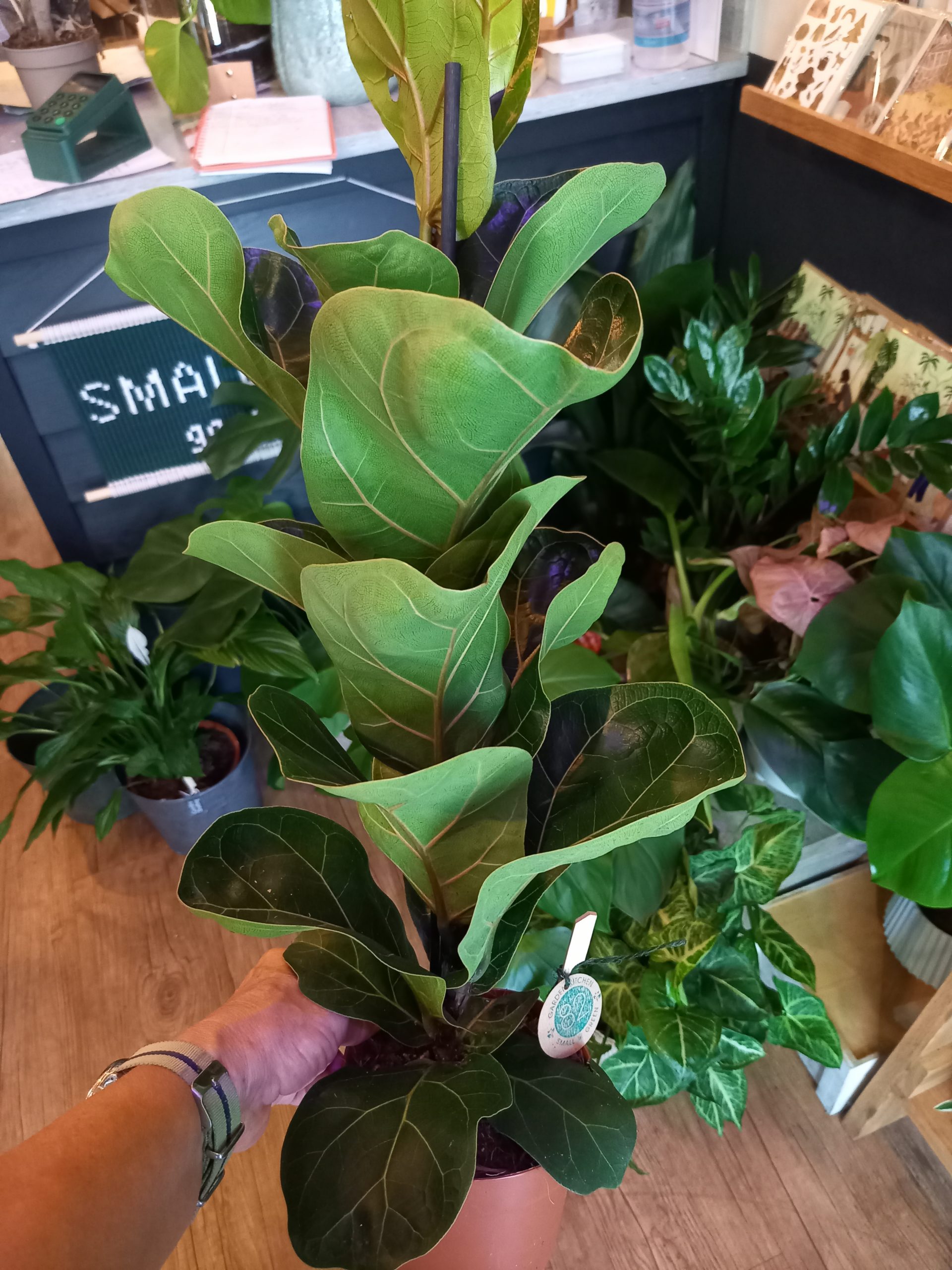Ficus lyrata ‘Bambino’