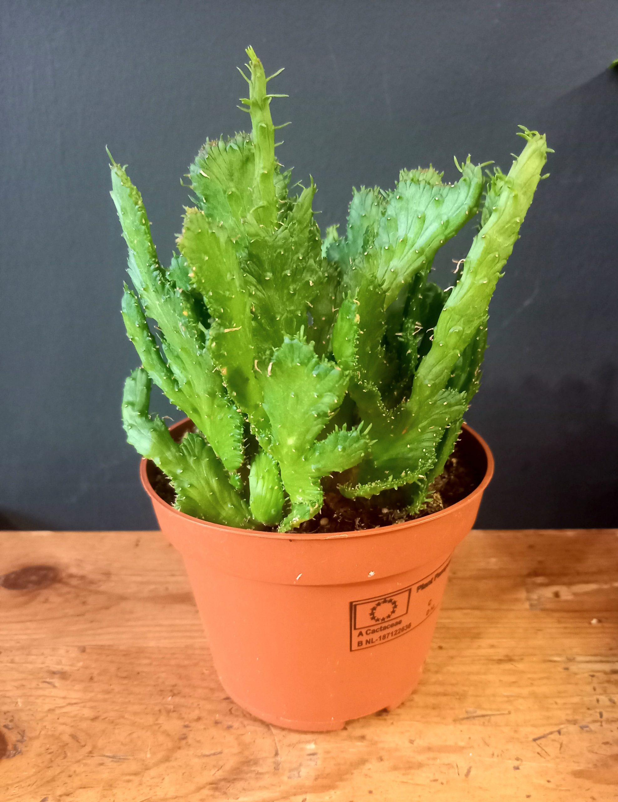 Euphorbia cristata ‘Medusa’