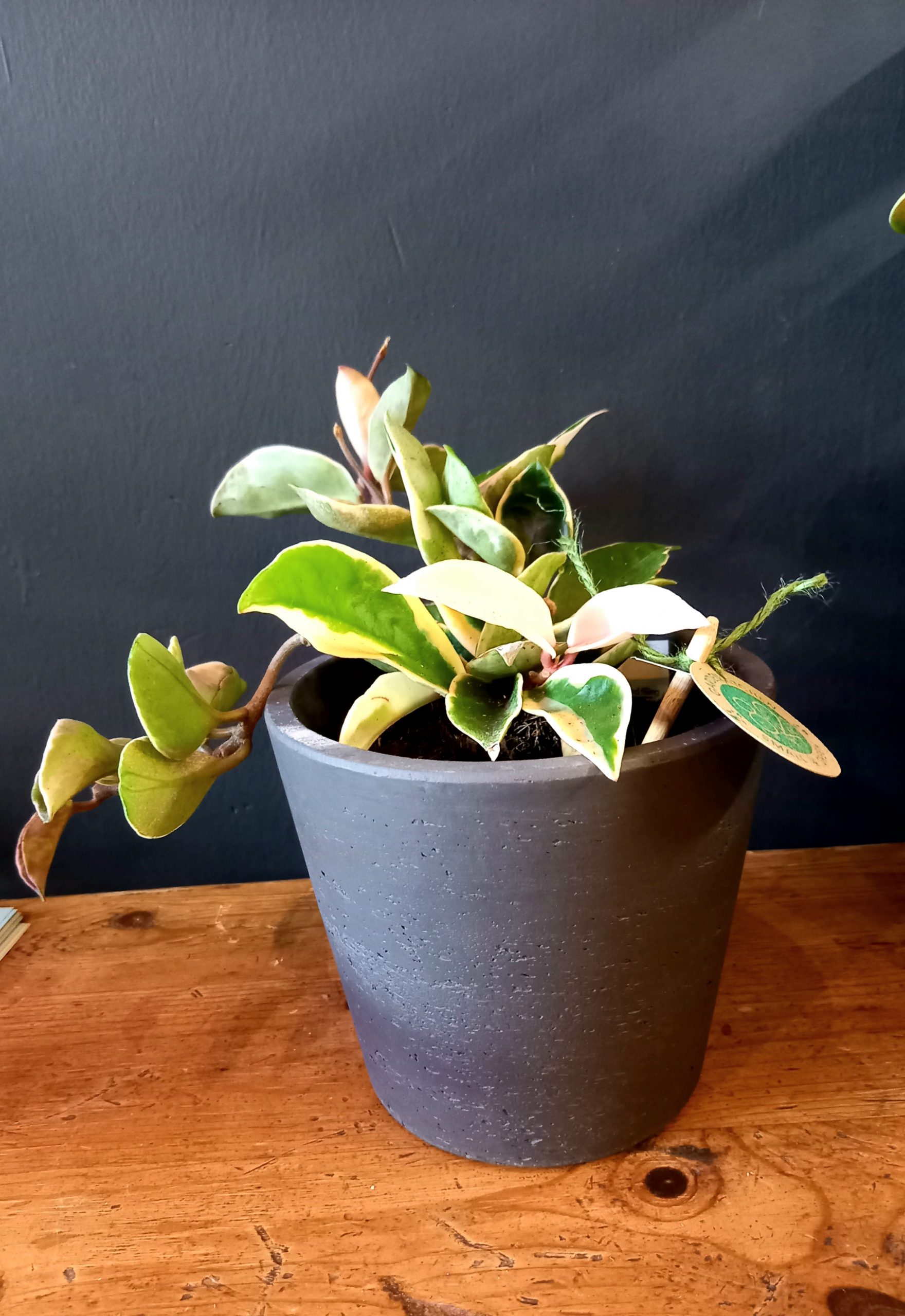 Hoya carnosa 12cm mix