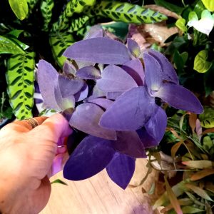 Tradescantia 'Pink Stripe'