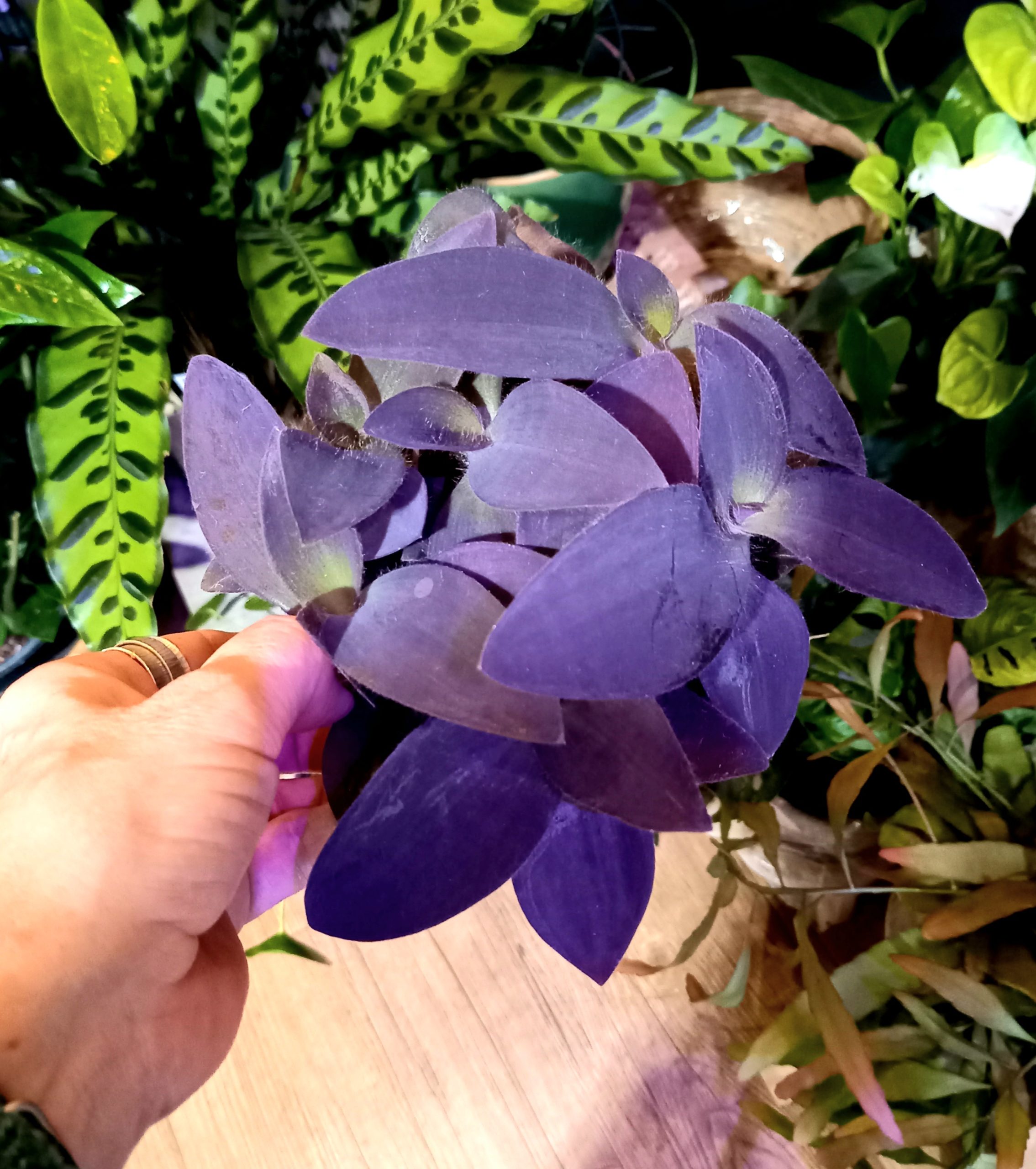 Tradescantia pallida ‘Purpurea’ 12cm diameter pot