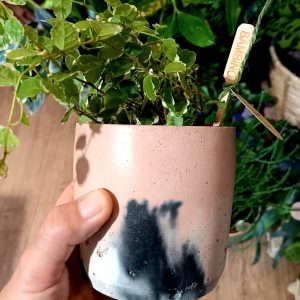 Smith & Goat blush charcoal white