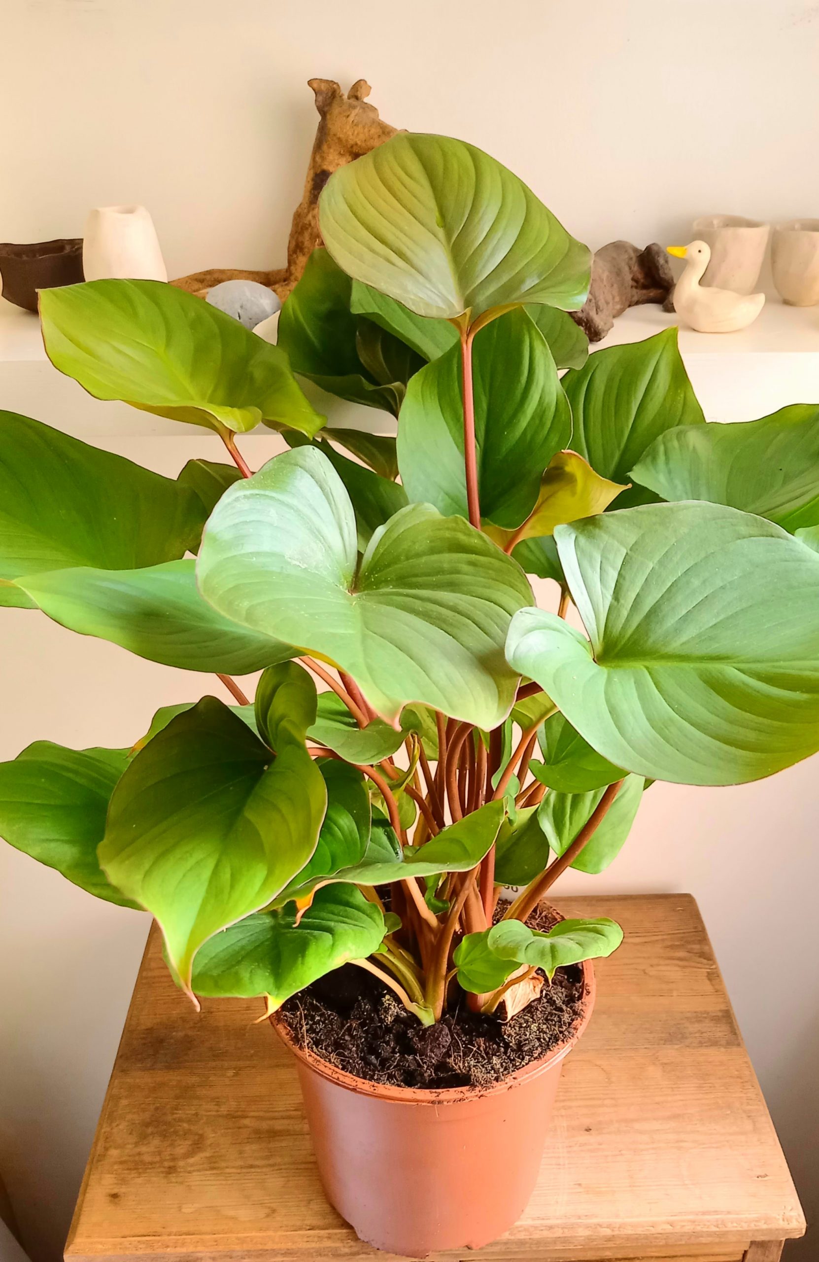 Homalomena ‘Maggy’