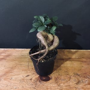 Ficus retusa 7cm diameter pot