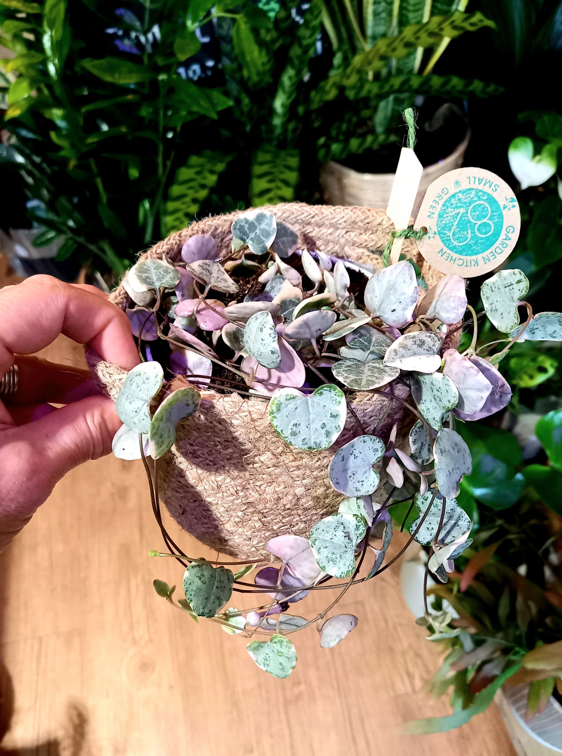 Ceropegia ‘Variegata’