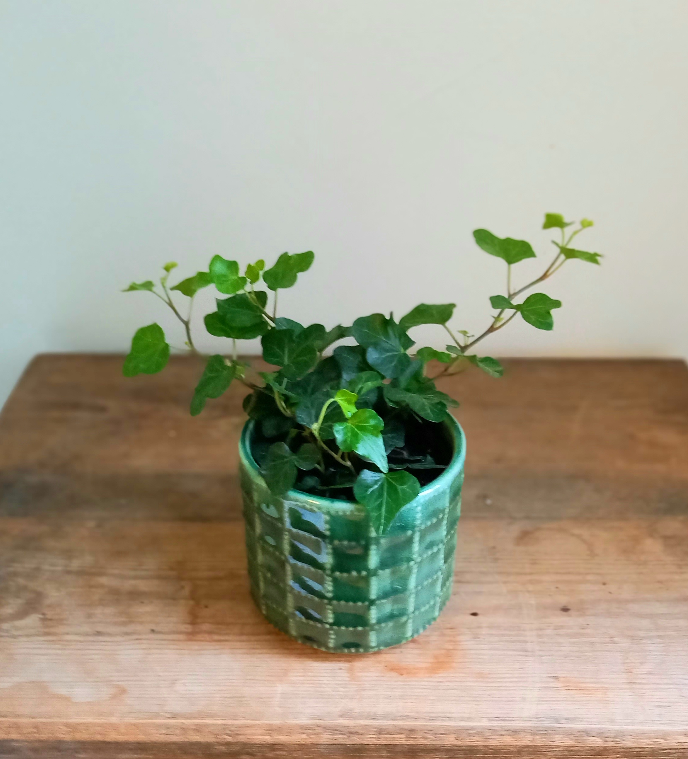 Hedera, ivy, mixed varieties