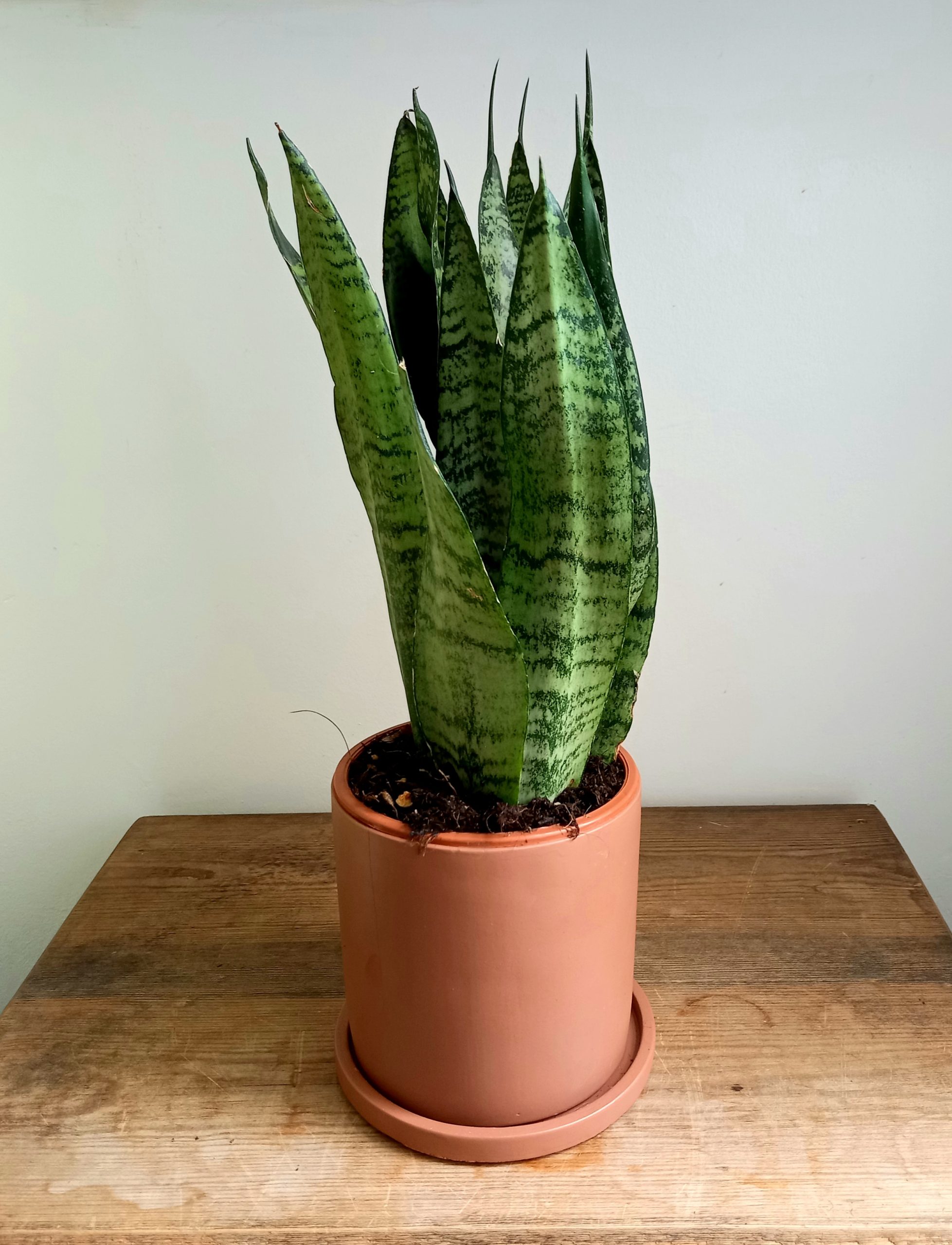 Sansevieria zeylanica - 19cm diameter pot