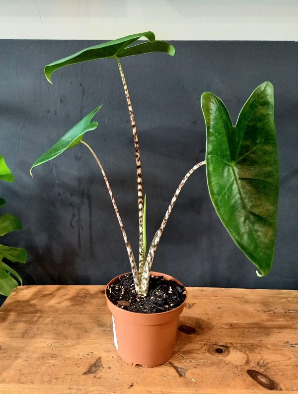 Geb & Green - Alocasia zebrina