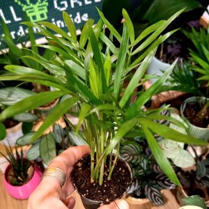 Geb & Green - Chamaedorea elegans 12cm diameter pot