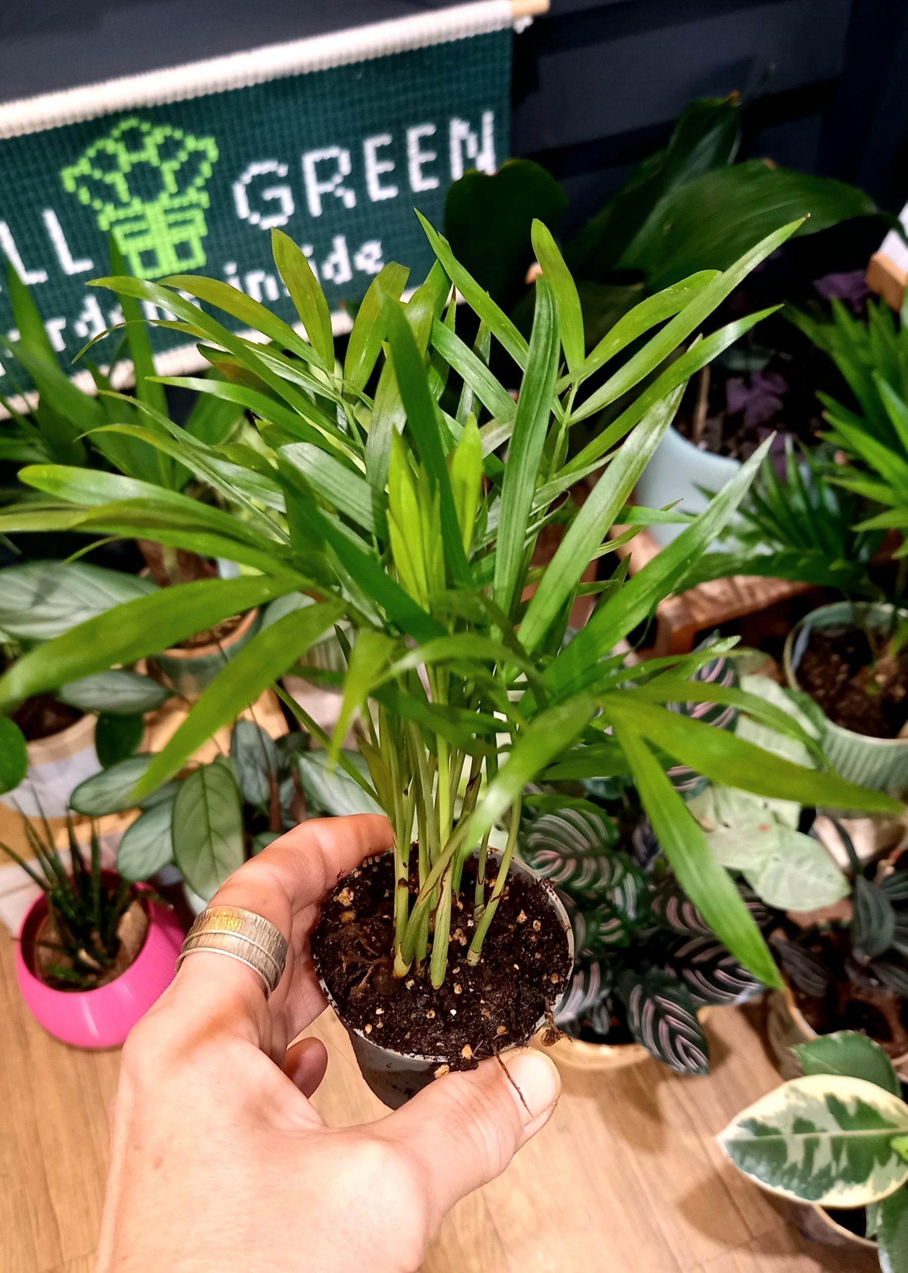 Geb & Green - Chamaedorea elegans 12cm diameter pot