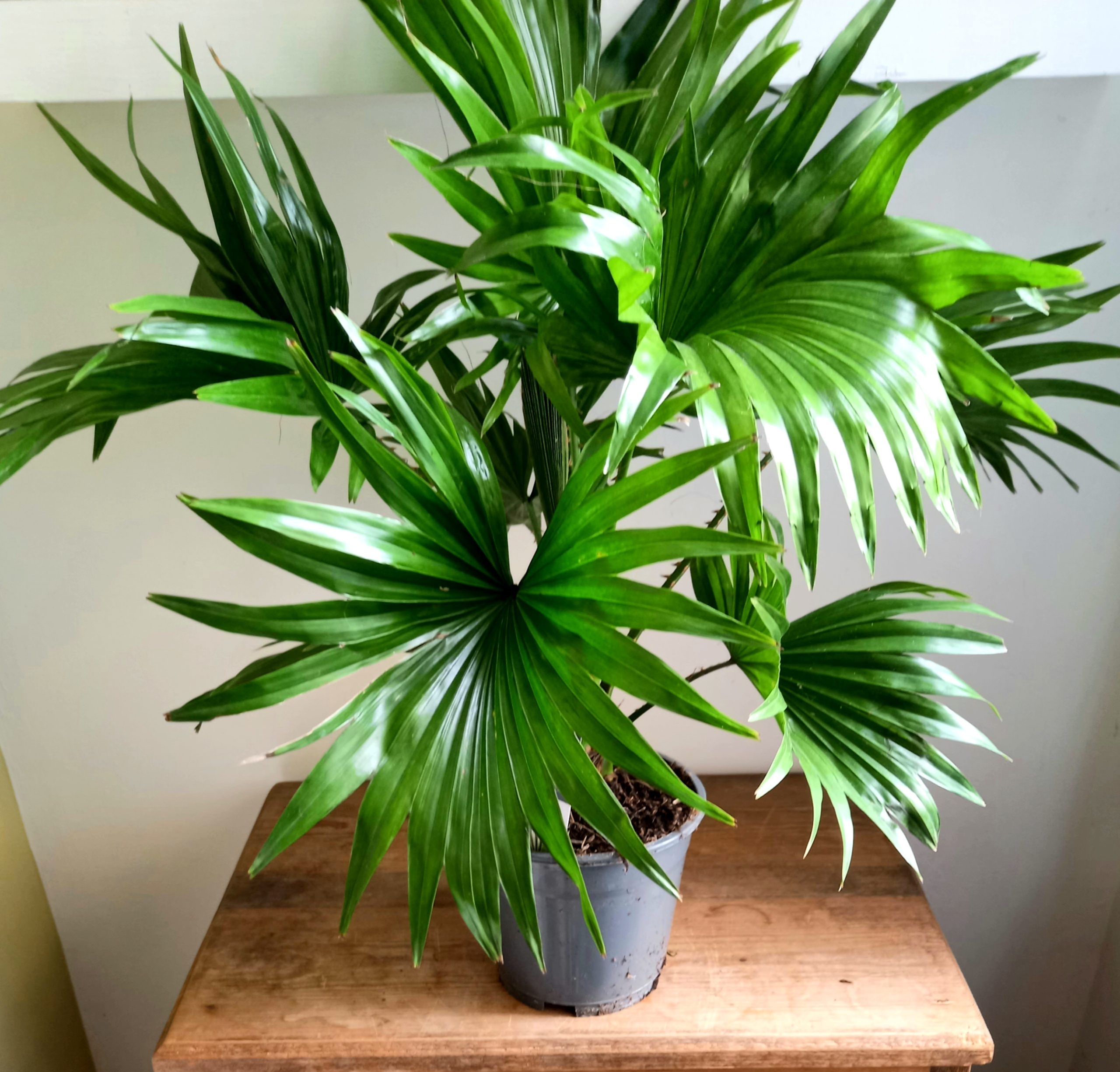 Livistona rotundifolia 17cm