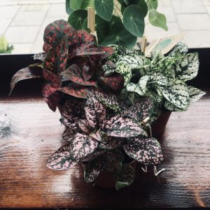 Hypoestes 8cm diameter pot