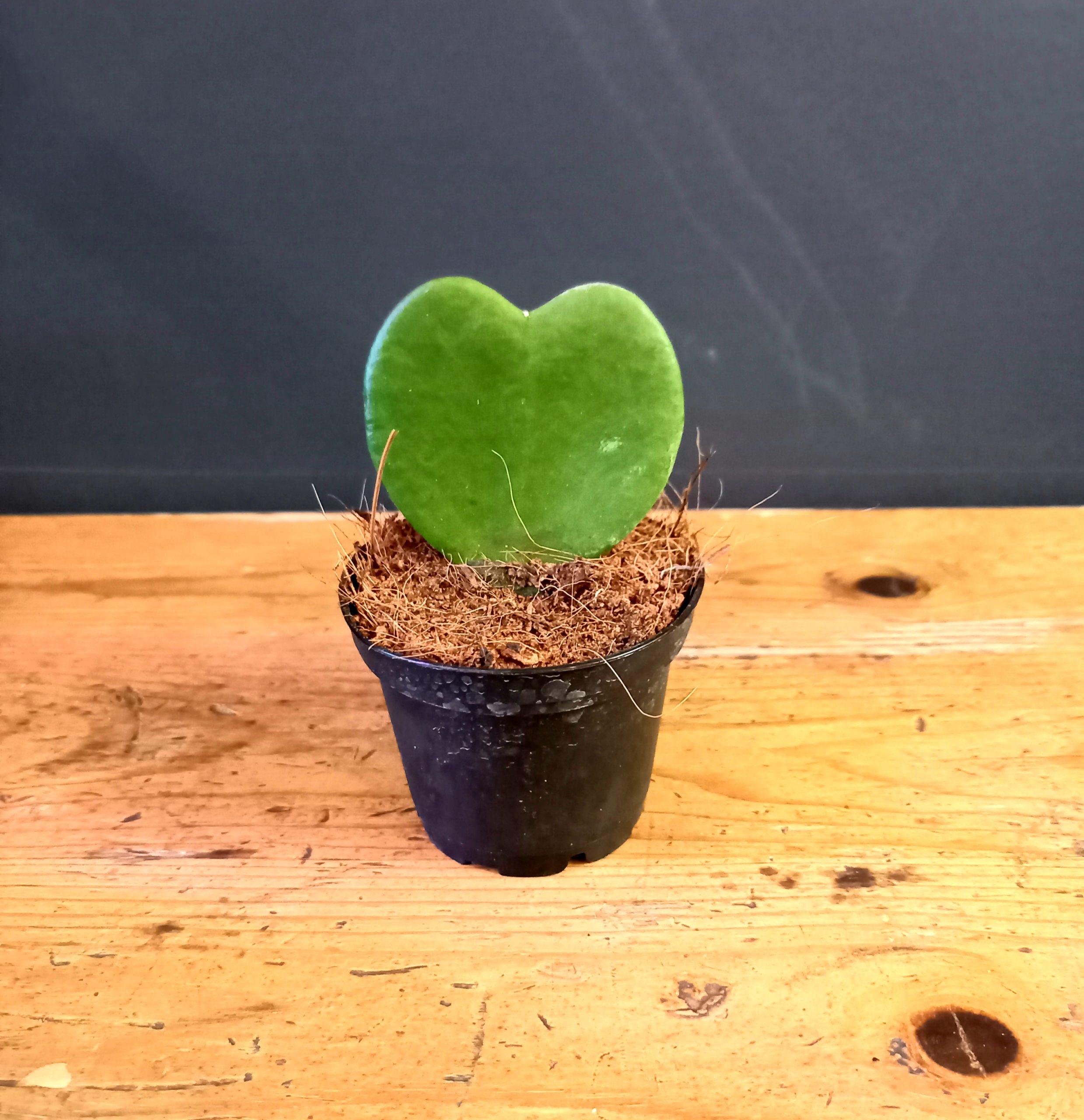 hoya-kerrii-small-and-green