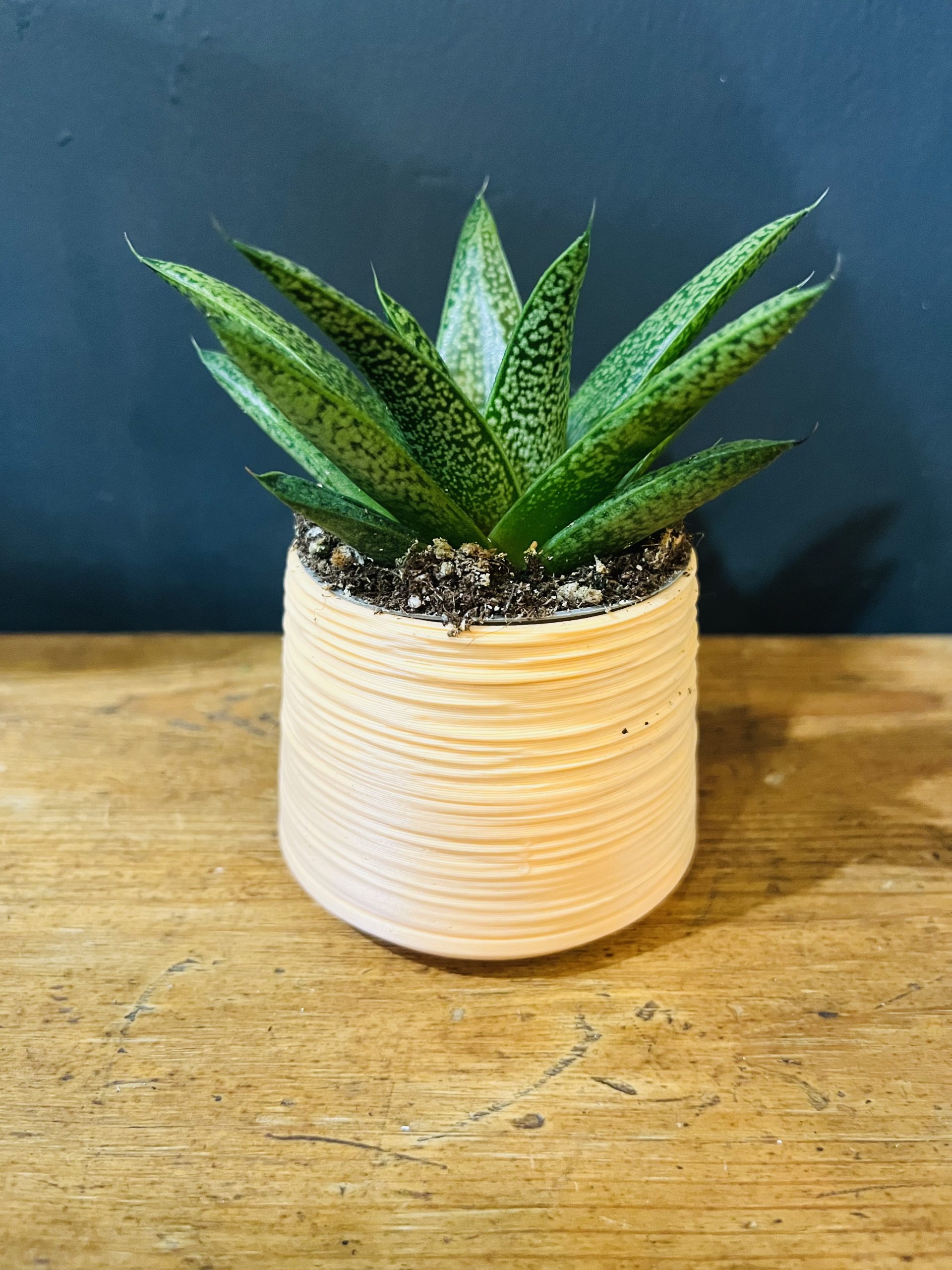 Gasteria ‘D Tiga’ 6cm