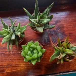 Haworthia Mini mix 5.5cm diameter pot