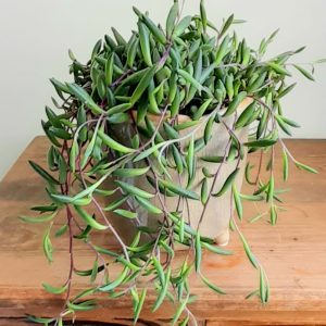 Senecio ‘Purple Flush’