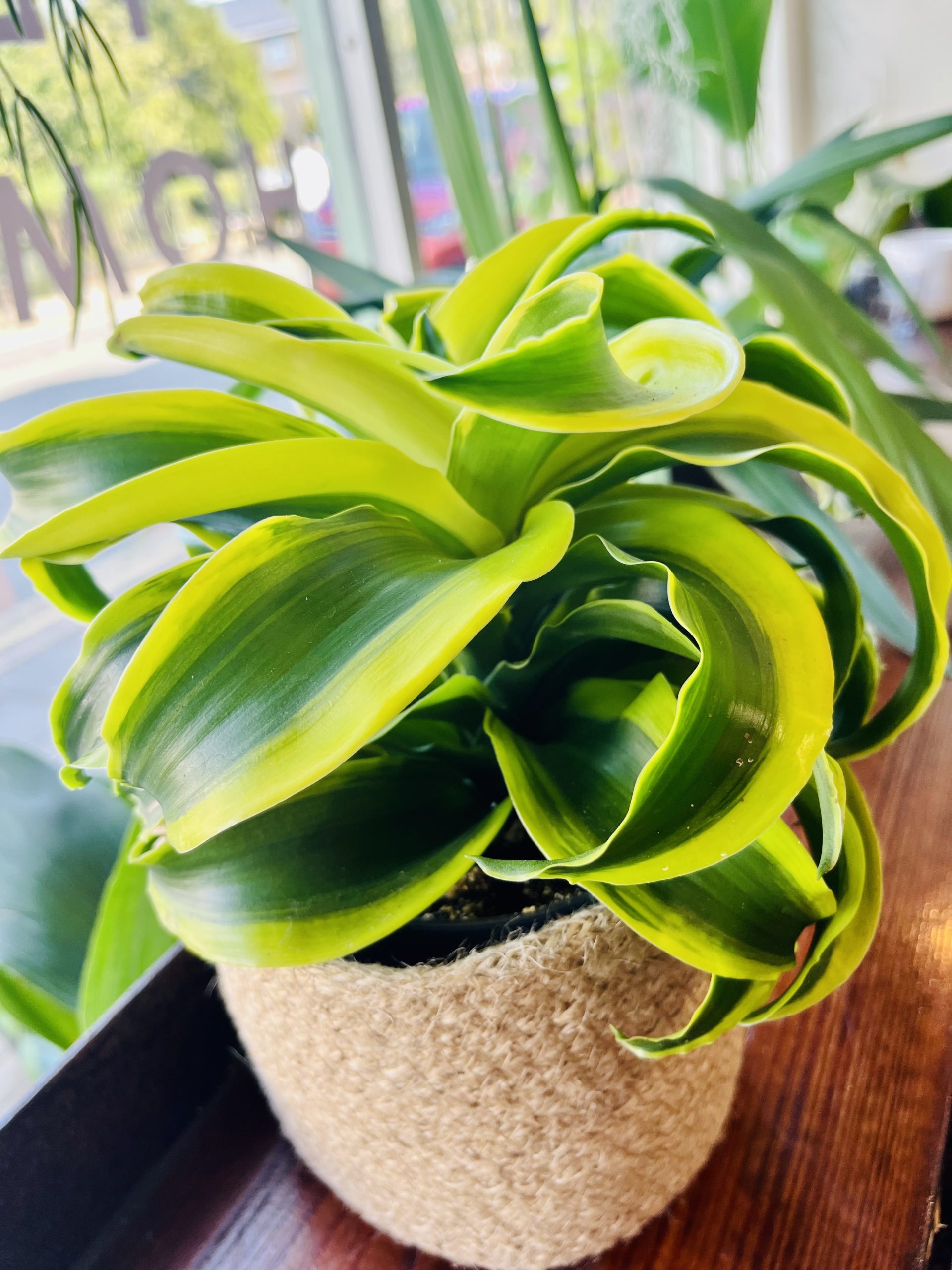 Dracaena ‘Tornado’ 12cm diameter pot