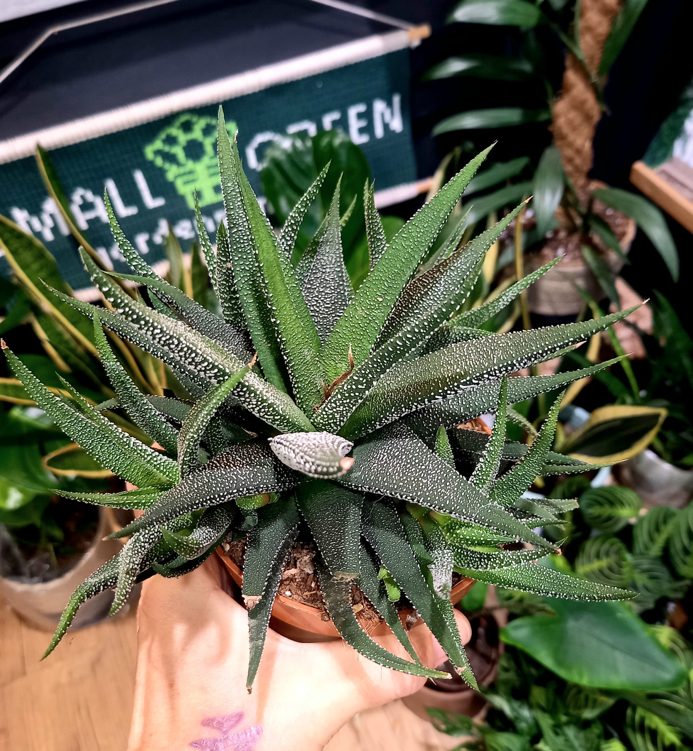 Haworthia Fasciata - Pianta Succulenta Per Interni Con Foglie Zebrate - Altezza 15-25 Cm, Facile Da Curare