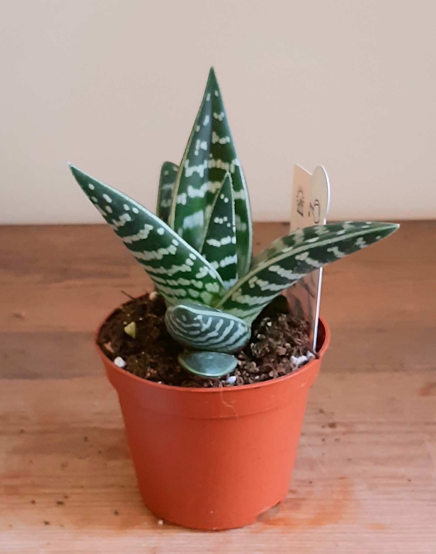Aloe variegata