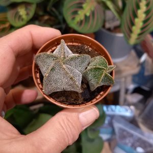 Astrophytum mini