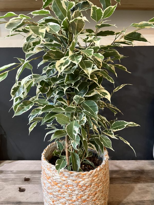 Ficus ‘Twilight’