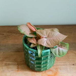 Syngonium ‘Neon Robusta’  6cm diameter pot