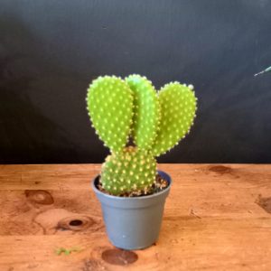 Opuntia microdasys yellow 12cm