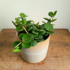 Peperomia ‘Hope’