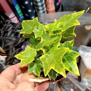 Hedera ‘Goldchild’ 13cm diameter pot