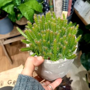 Hylocereus undatus