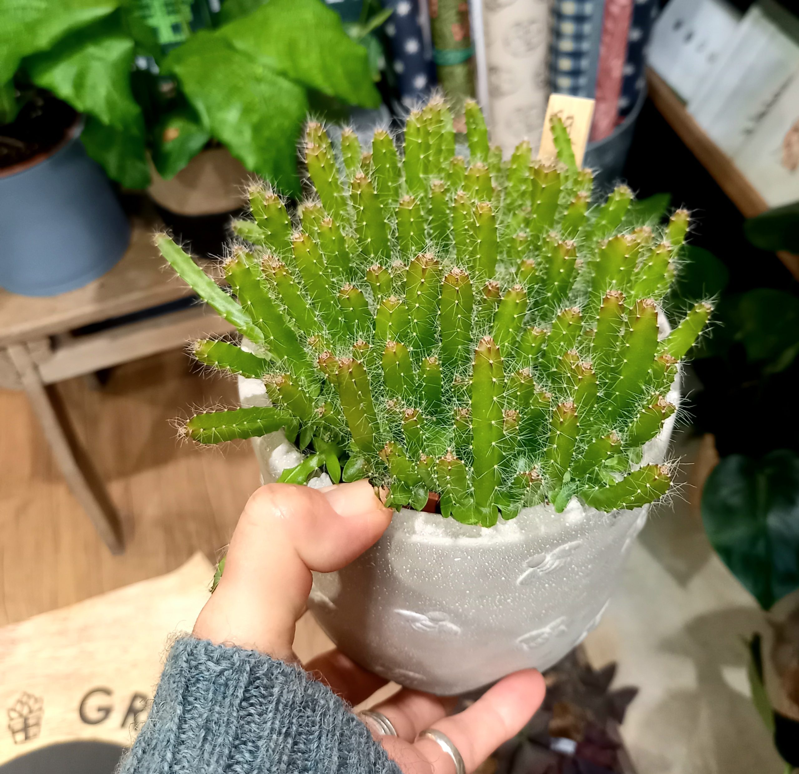 Hylocereus undatus