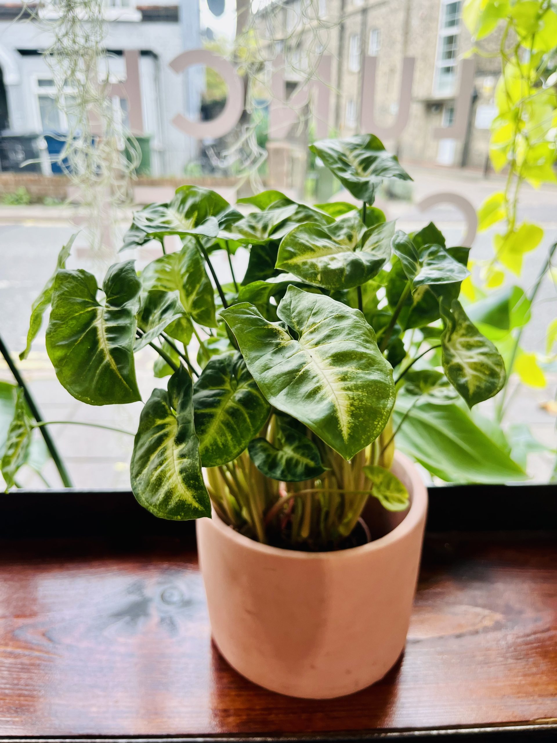 Syngonium ‘Pixie’ 7cm