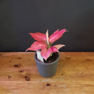 Aglaonema ‘Red Angel’