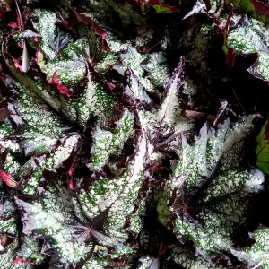 Begonia rex 12cm mix