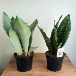 Sansevieria ‘Moonshine’