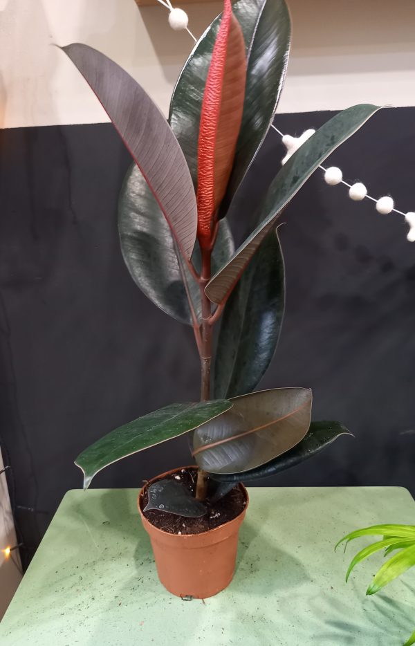 Geb & Green - Ficus ‘Abidjan’