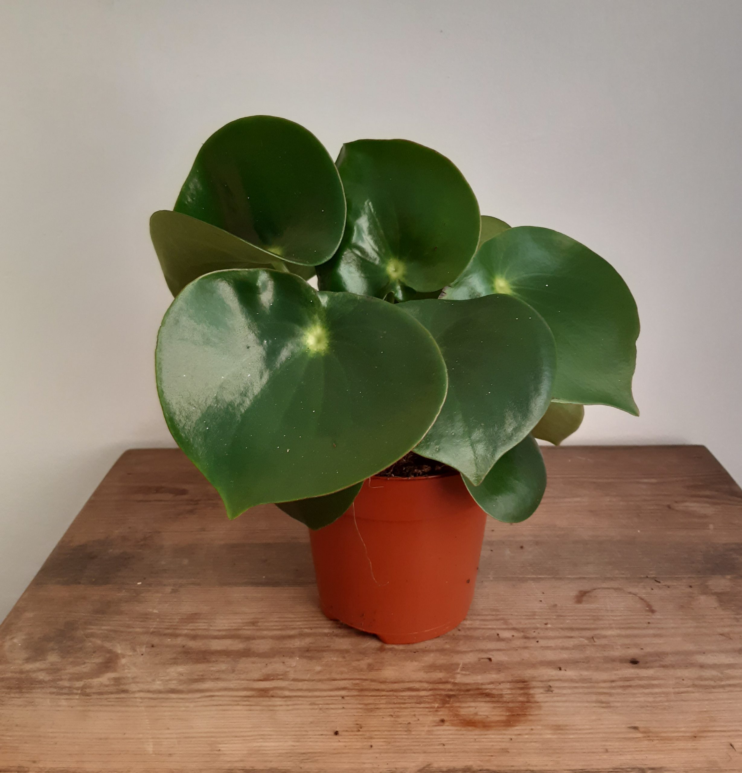 Peperomia ‘Raindrop’ 7cm diameter pot