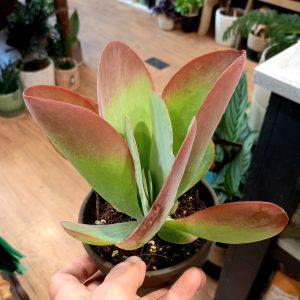 Kalanchoë thyrsiflora ‘Red Lips’ 10.5cm