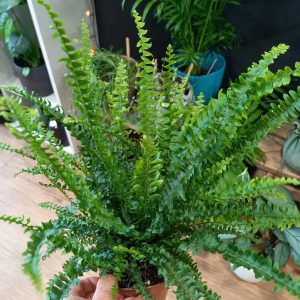 Geb & Green - Nephrolepsis ‘Green Lady’