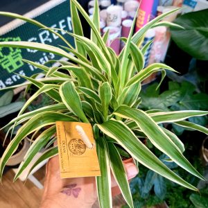 Chlorophytum ‘Ocean’