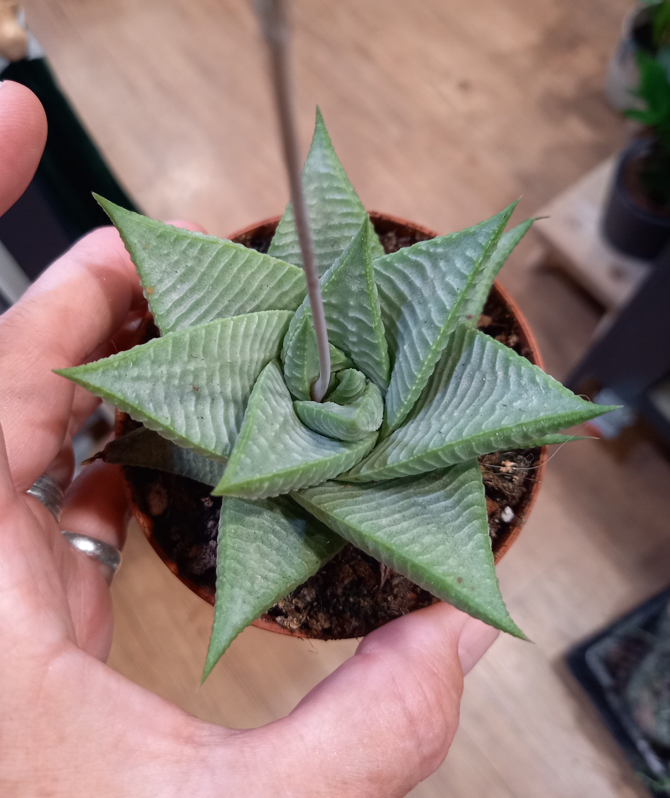 Haworthia limifolia ‘Roux’