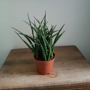Sansevieria ‘Fernwood Punk’
