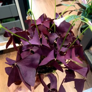 Oxalis ‘Mijke’